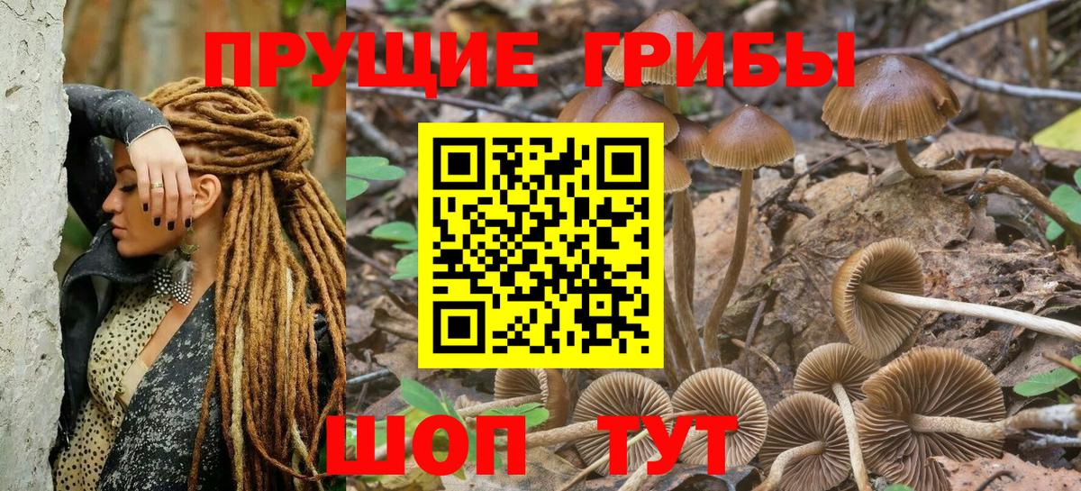 Галлюциногенные грибы Psilocybe  Вход с VPN  Великий Устюг  Галлюциногенные грибы мицелий 